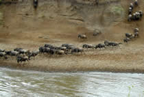 Wildebeest in the Mara